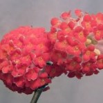 edgeworthia-flowers (1)3